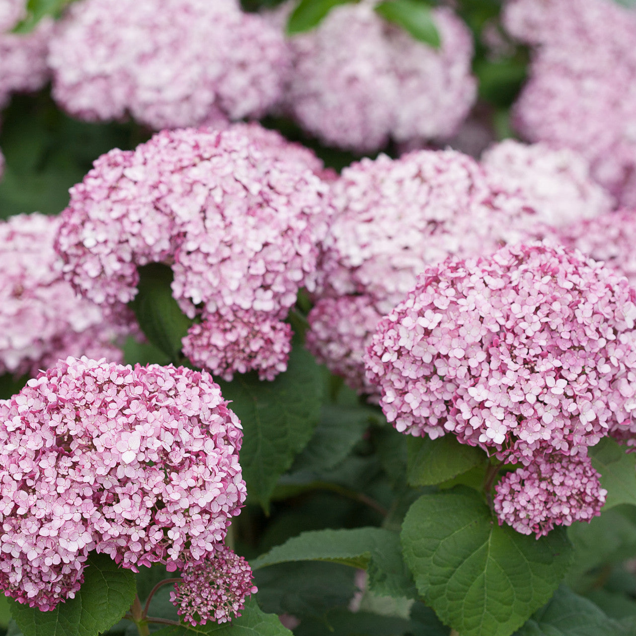 Hydrangea arborescens 'Incrediball Blush' (syn. 'Sweet Annabelle')