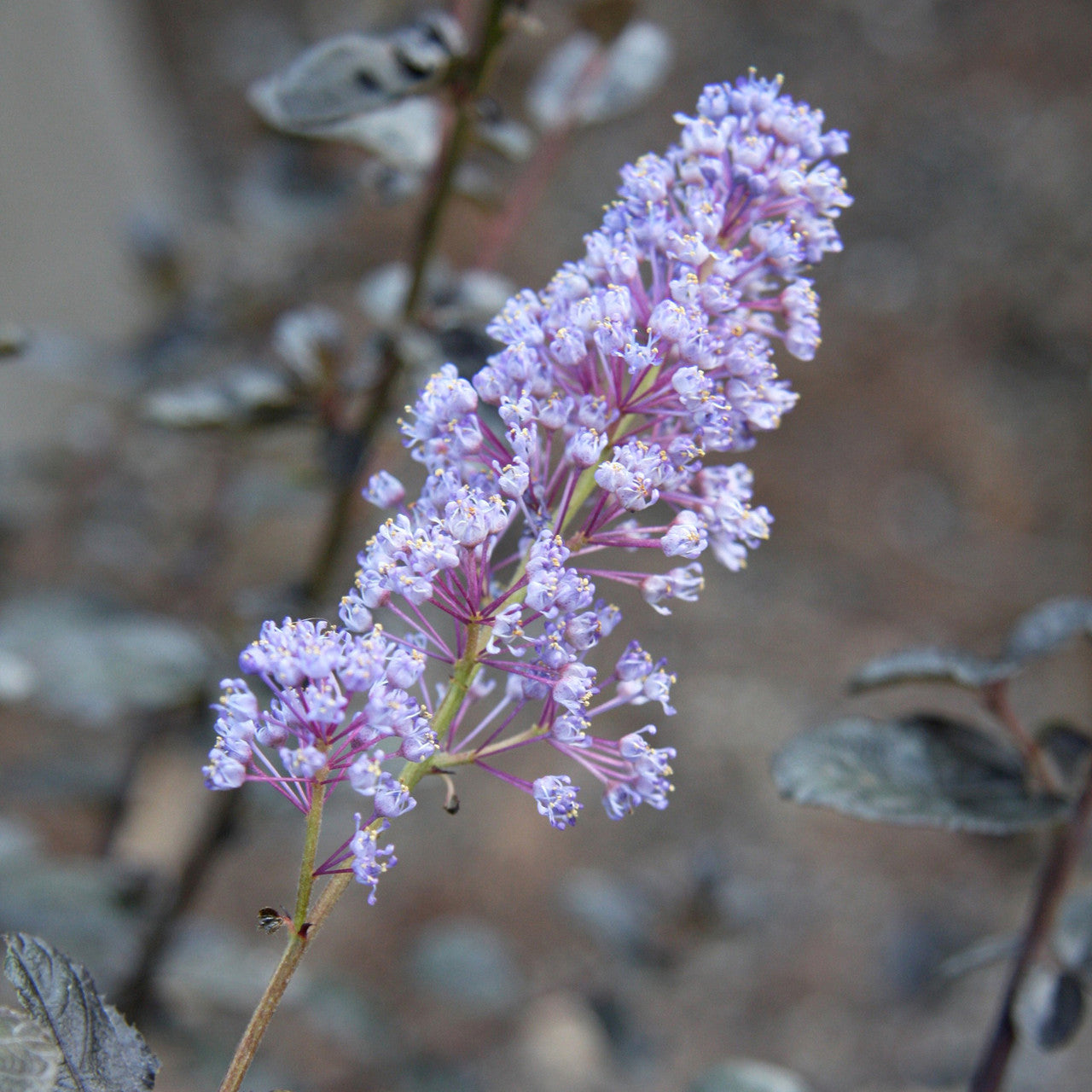 Ceanothus x 'Tuxedo'