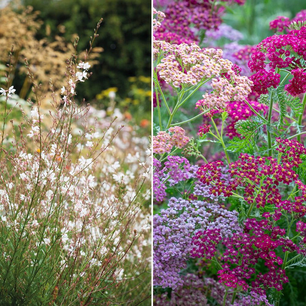 Floral Meadow Border Combination