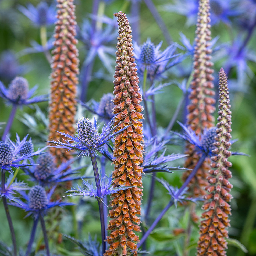 Spikes and Spires Border Combination