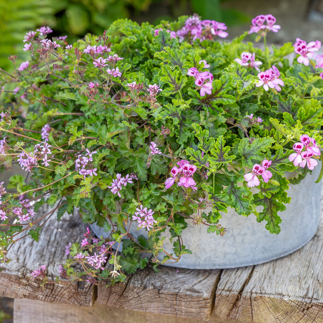All Summer and Autumn Living-Table-Centre Pelargonium Collection