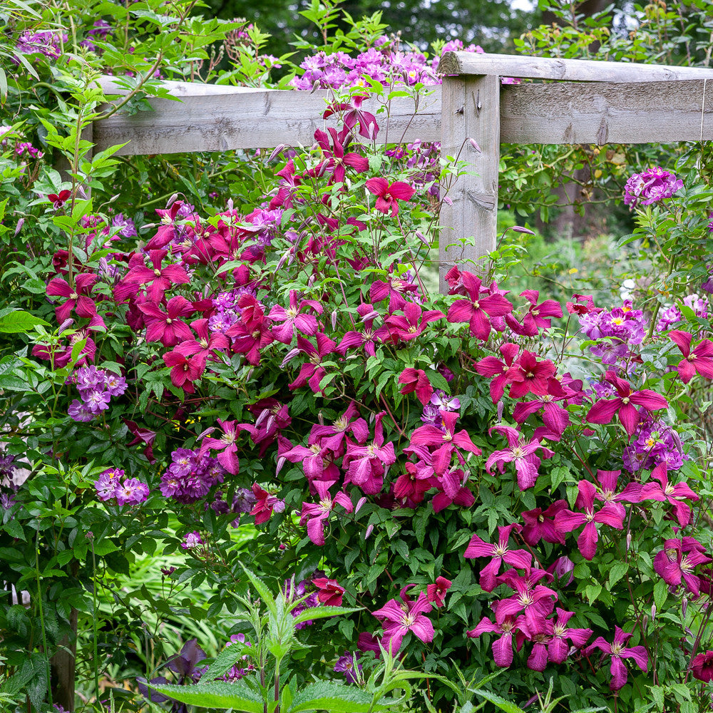 Clematis viticella 'Madame Julia Correvon'