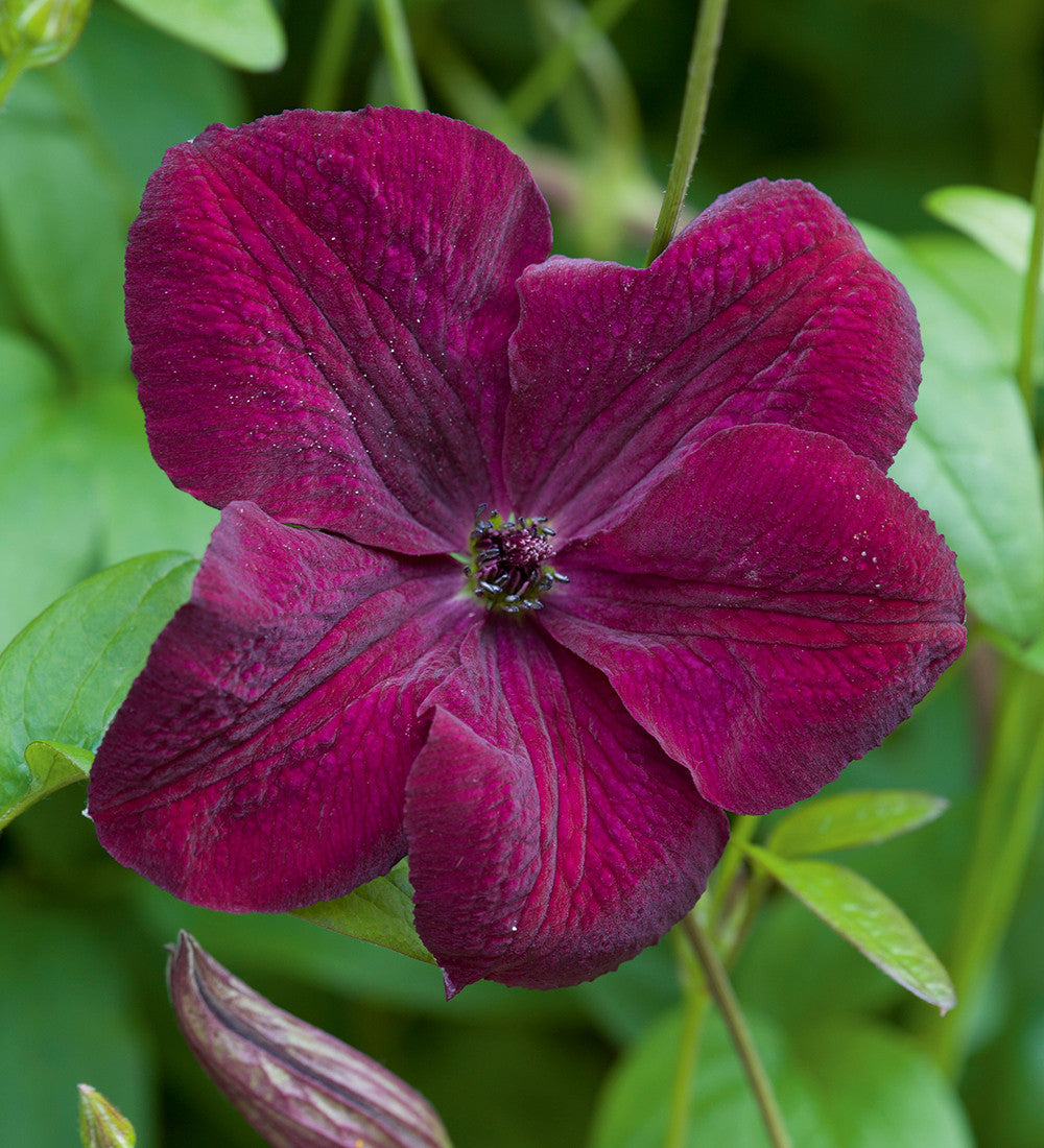 Clematis viticella 'Royal Velours'