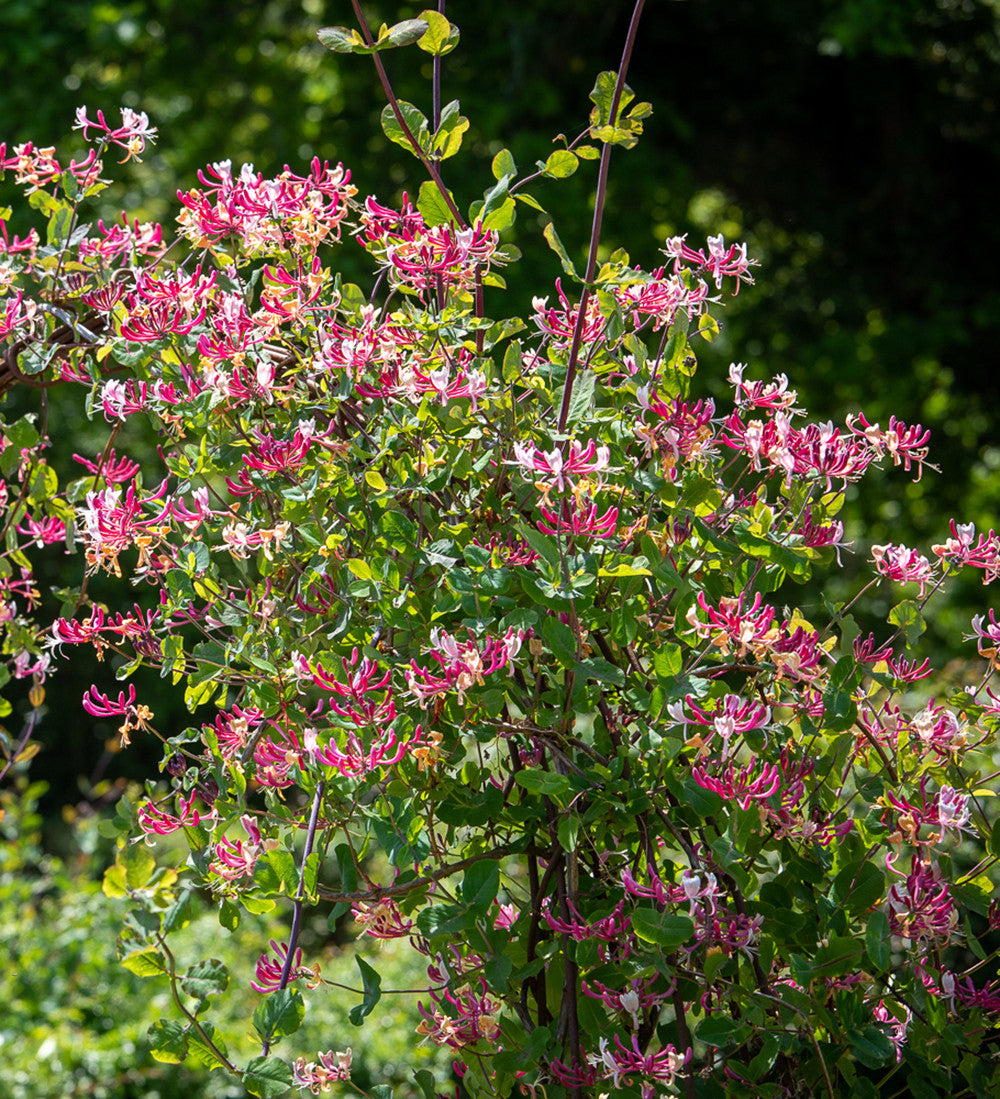 Lonicera periclymenum 'Belgica'