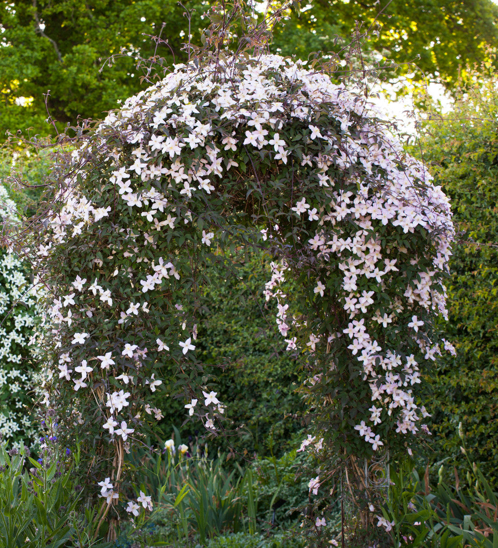 Clematis montana var. rubens 'Elizabeth'