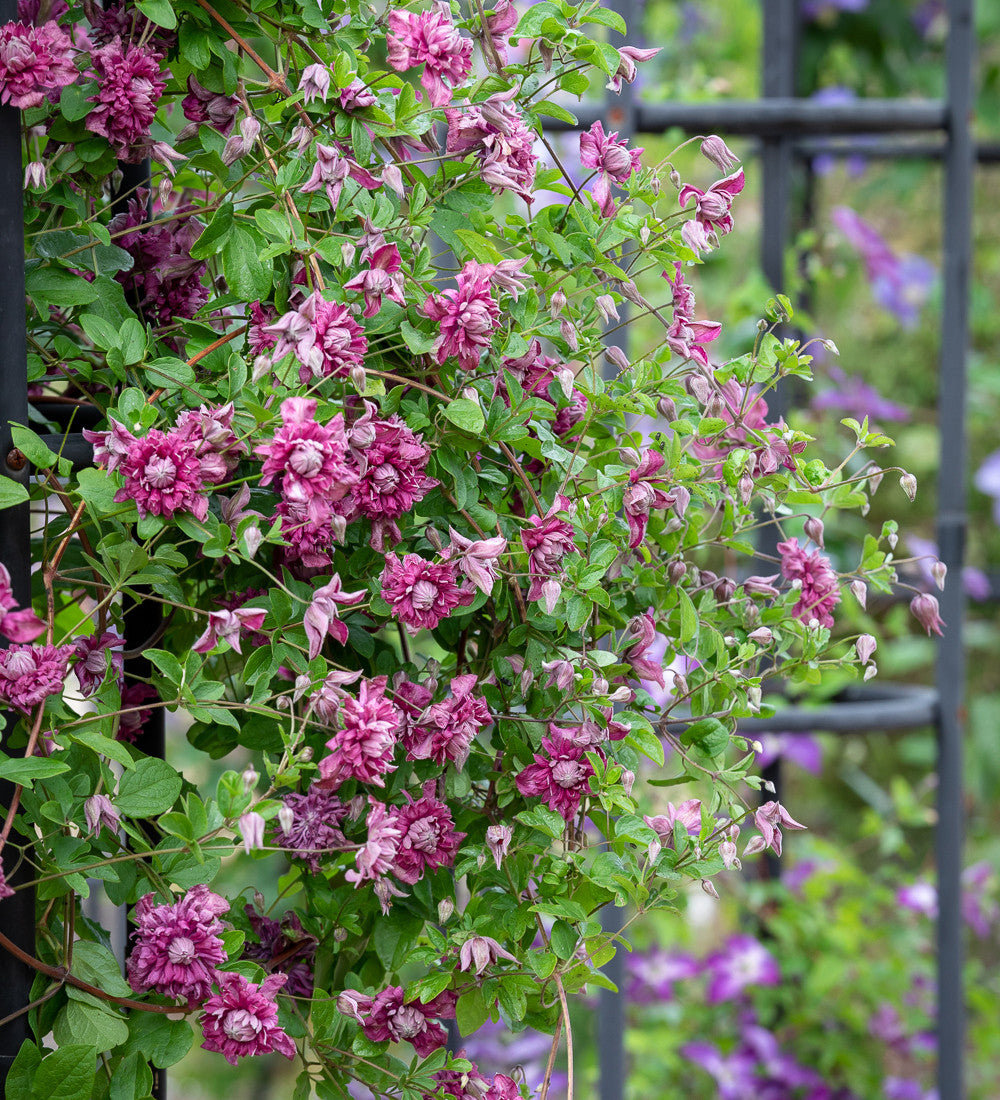 Clematis viticella 'Purpurea Plena Elegans'