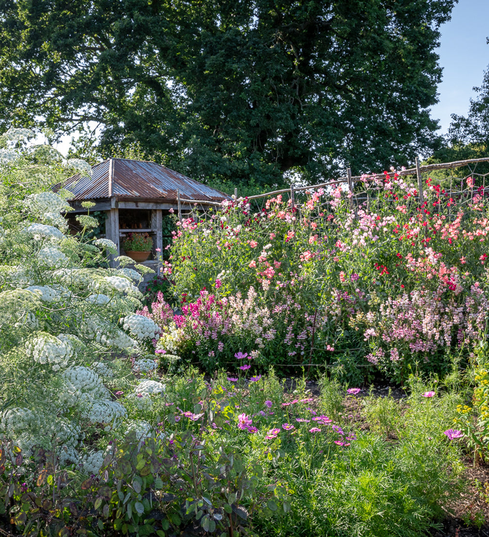 Grow Your Own Cut Flowers with Sarah Raven at Perch Hill Farm, East Sussex