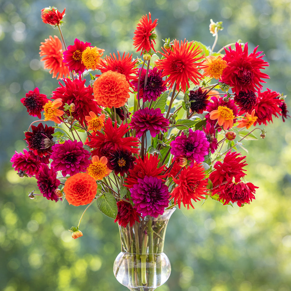 Perch Hill Dahlia Day - 30 years of growing and breeding dahlias