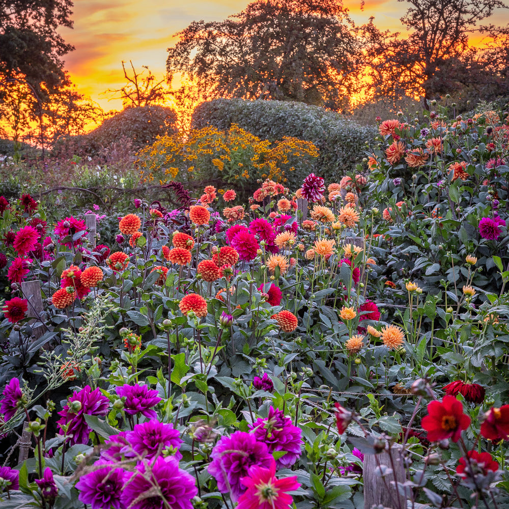 Perch Hill Dahlia Day - 30 years of growing and breeding dahlias