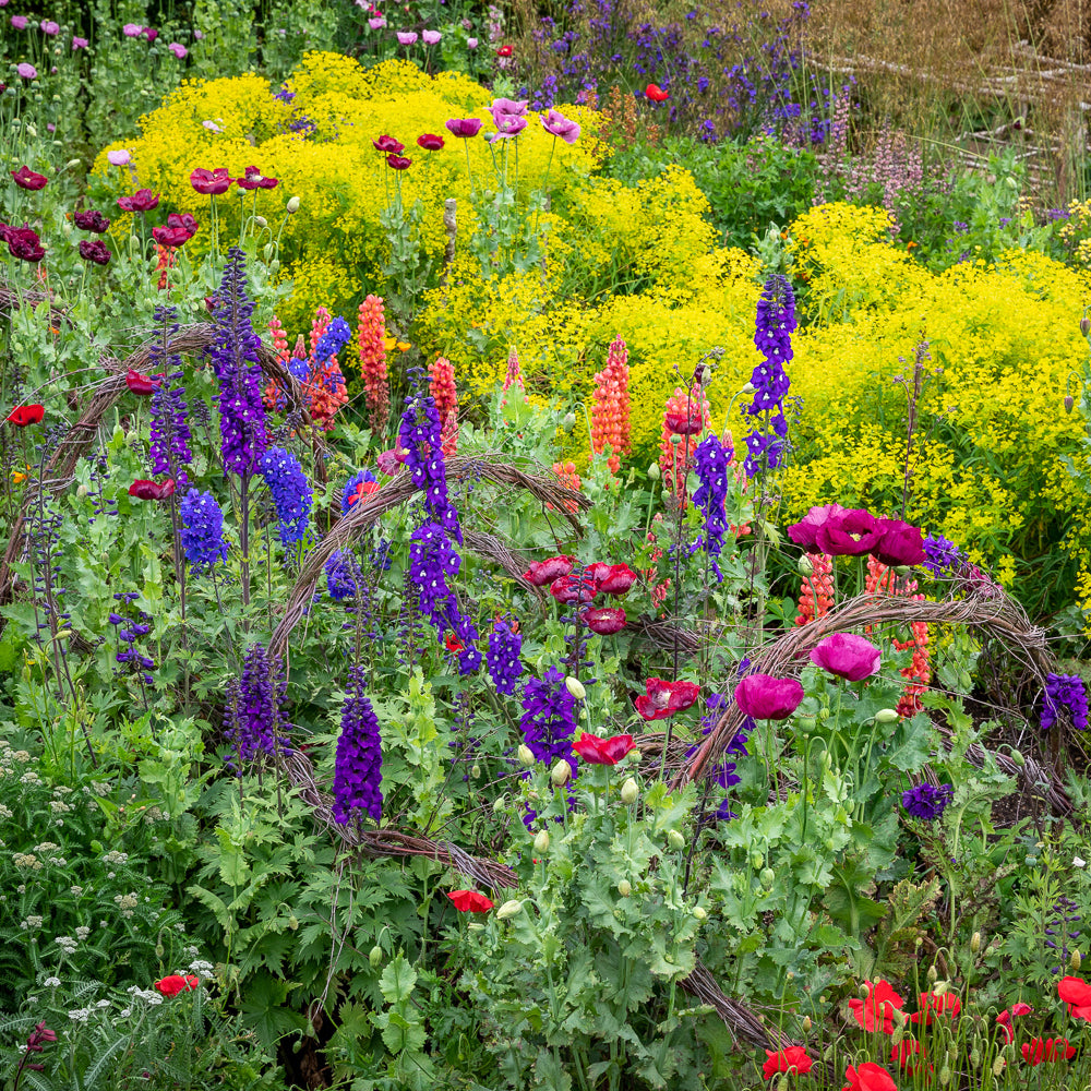 Grow and Arrange Your Own Cut Flowers with Sarah Raven at Rutland Nursery, Oakham