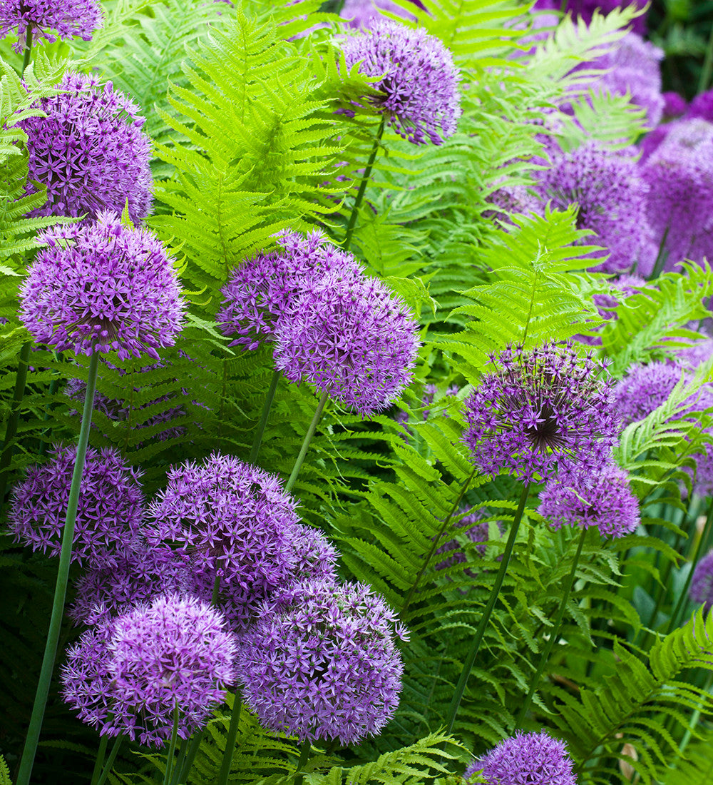 Allium hollandicum 'Purple Sensation'