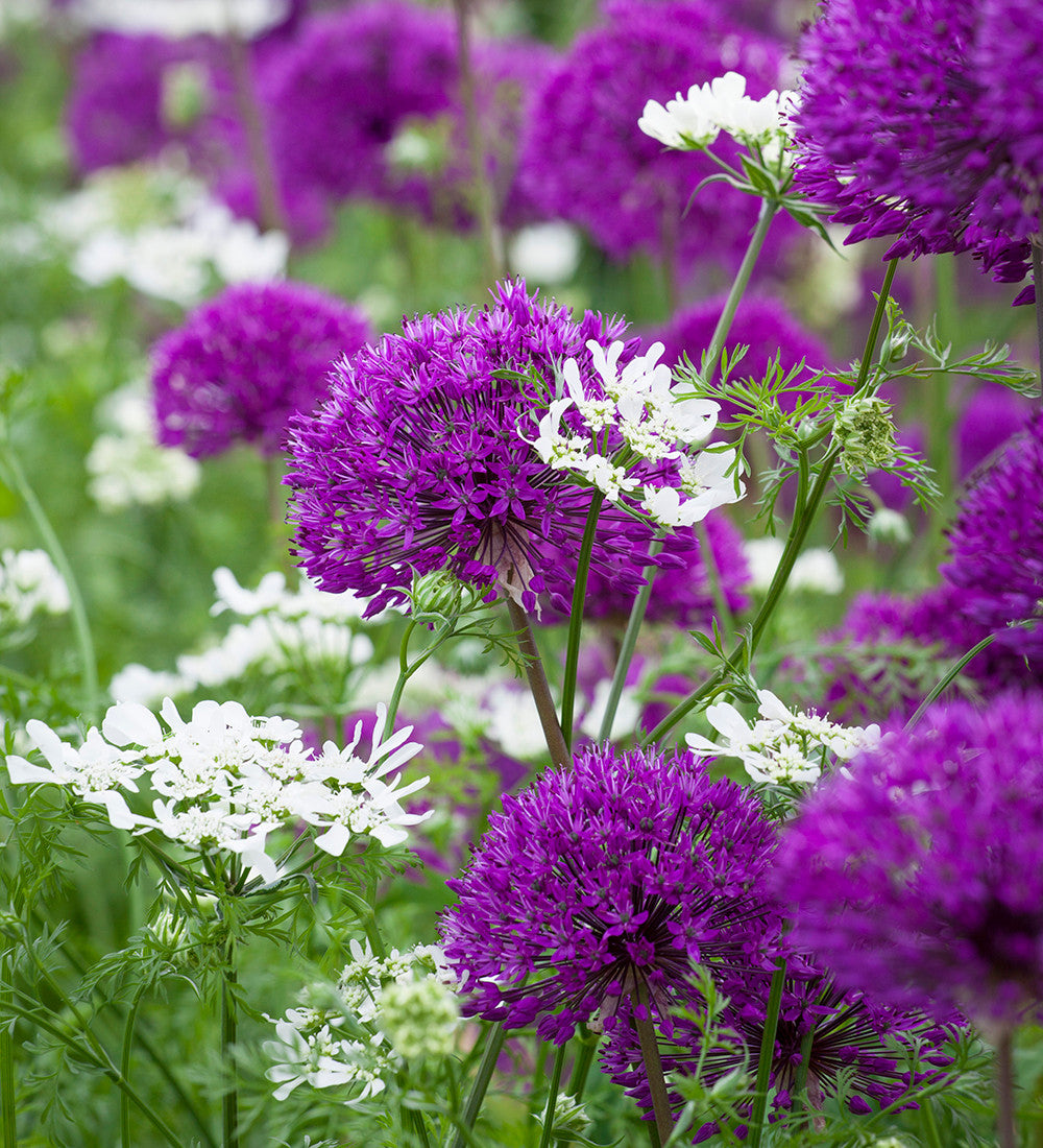 Allium hollandicum 'Purple Sensation'