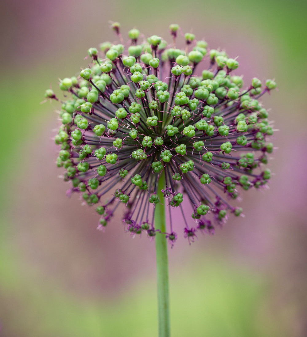 Allium hollandicum 'Purple Sensation'