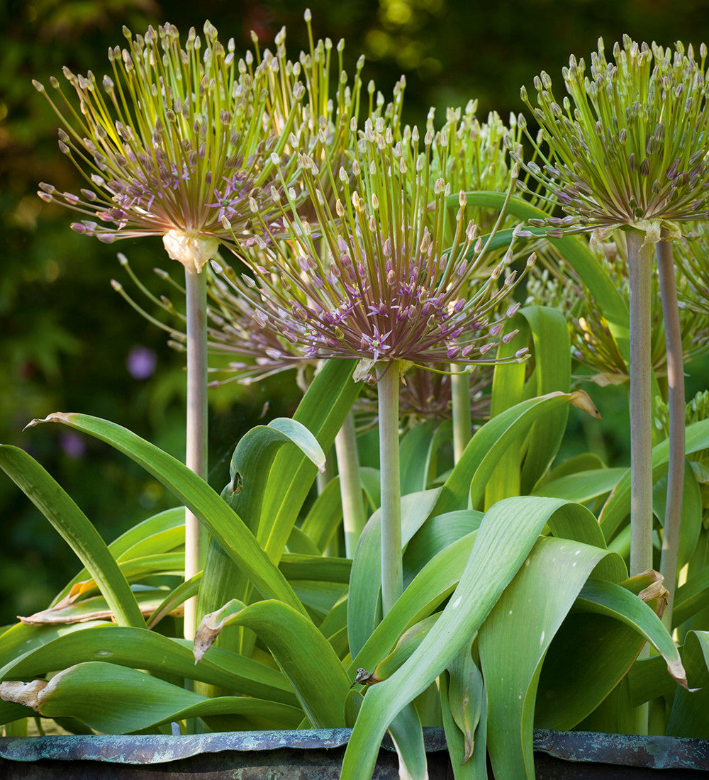 Allium schubertii