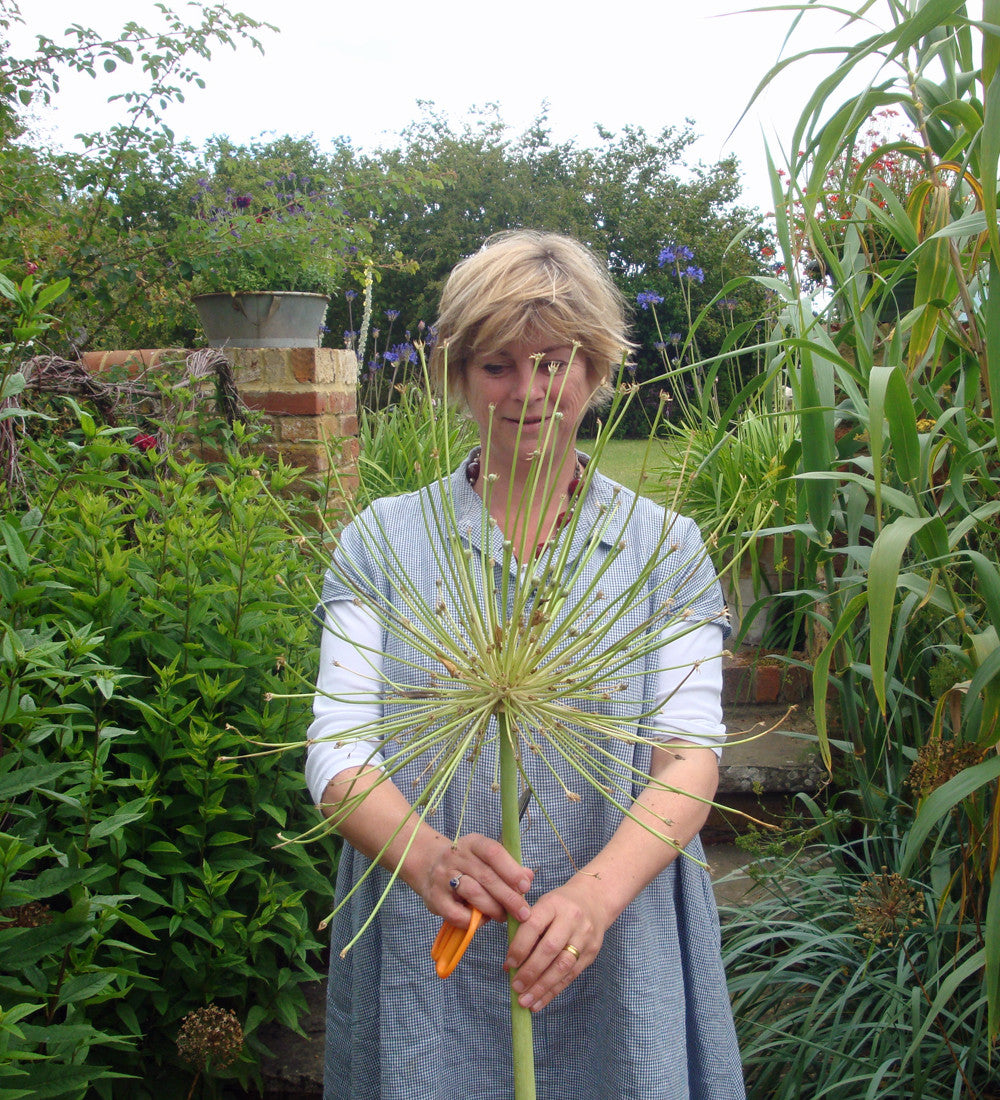 Allium schubertii