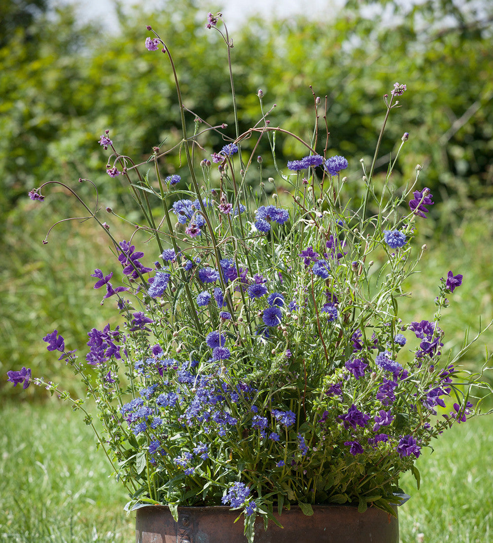 Amethyst and Sapphire Cut Flower Mix