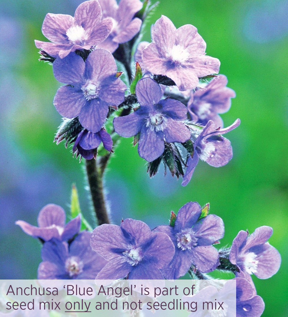 Amethyst and Sapphire Cut Flower Mix