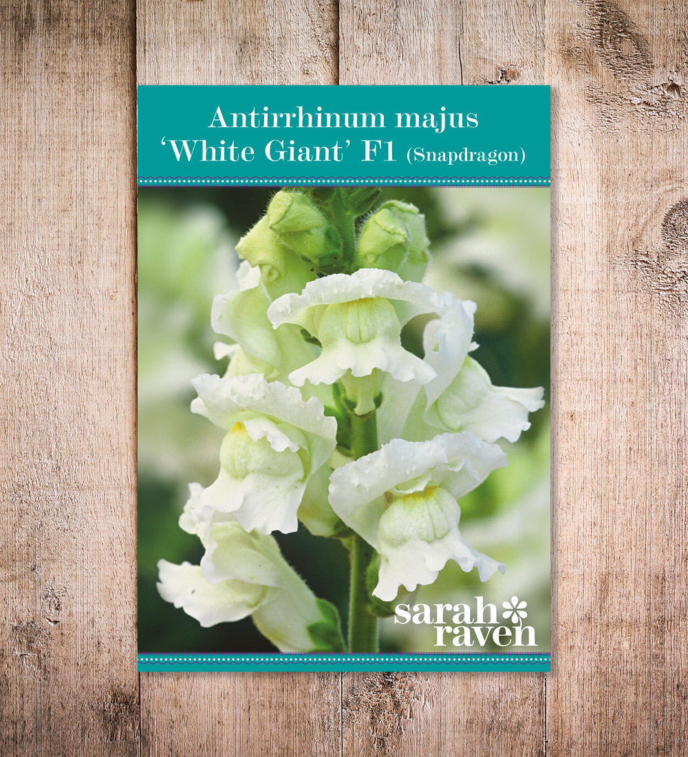 Antirrhinum majus 'White Giant' F1