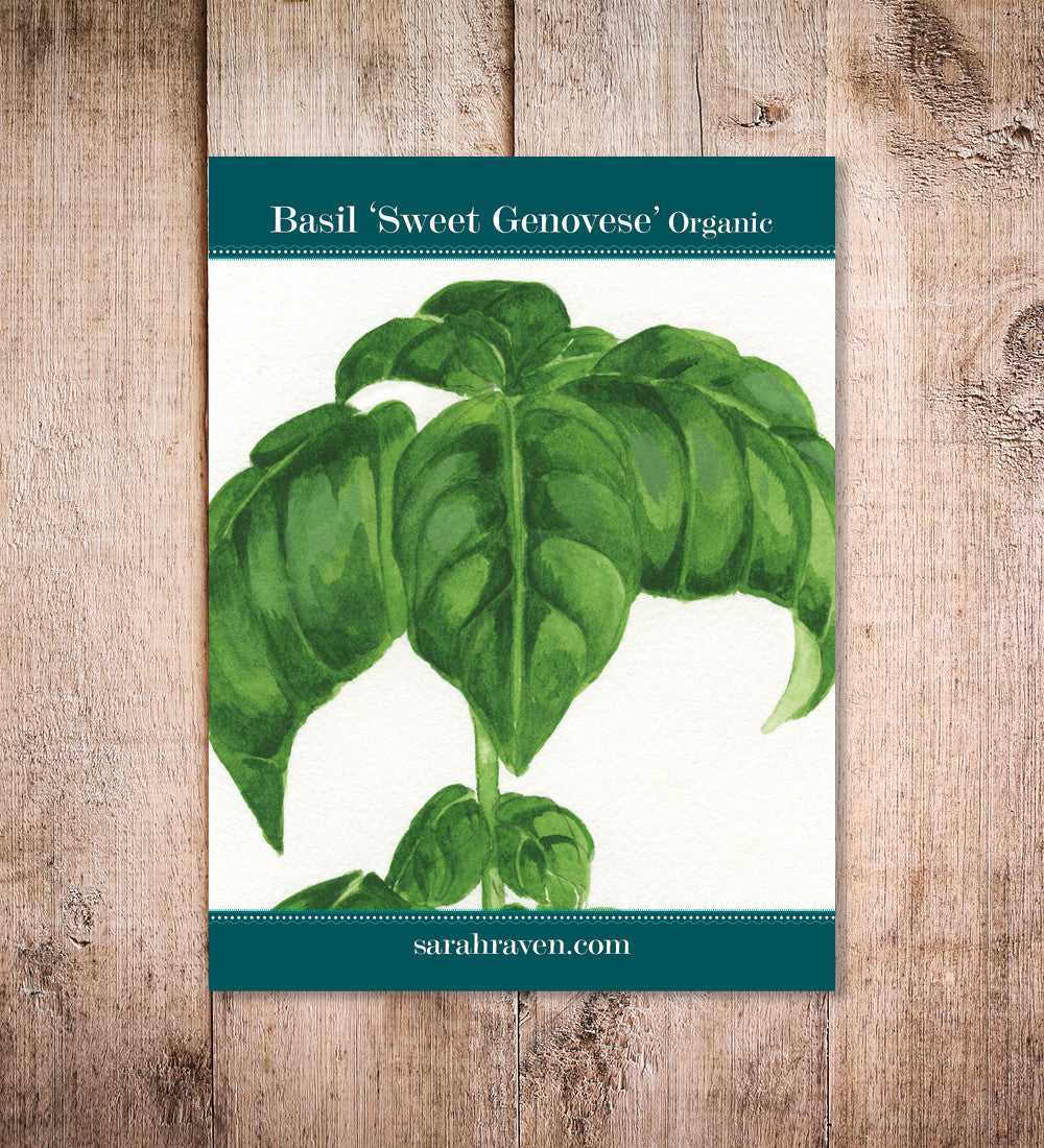Sweet Basil