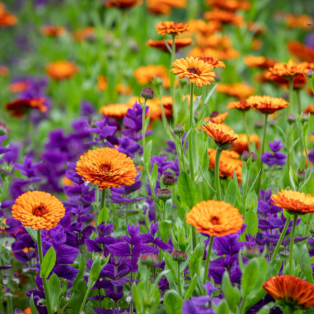 Calendula officinalis 'Indian Prince'