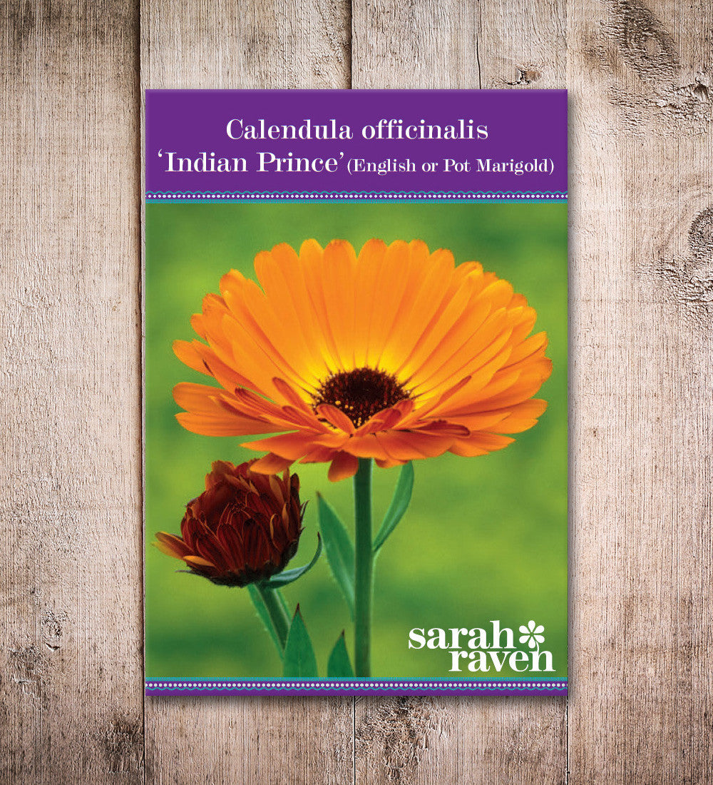 Calendula officinalis 'Indian Prince'