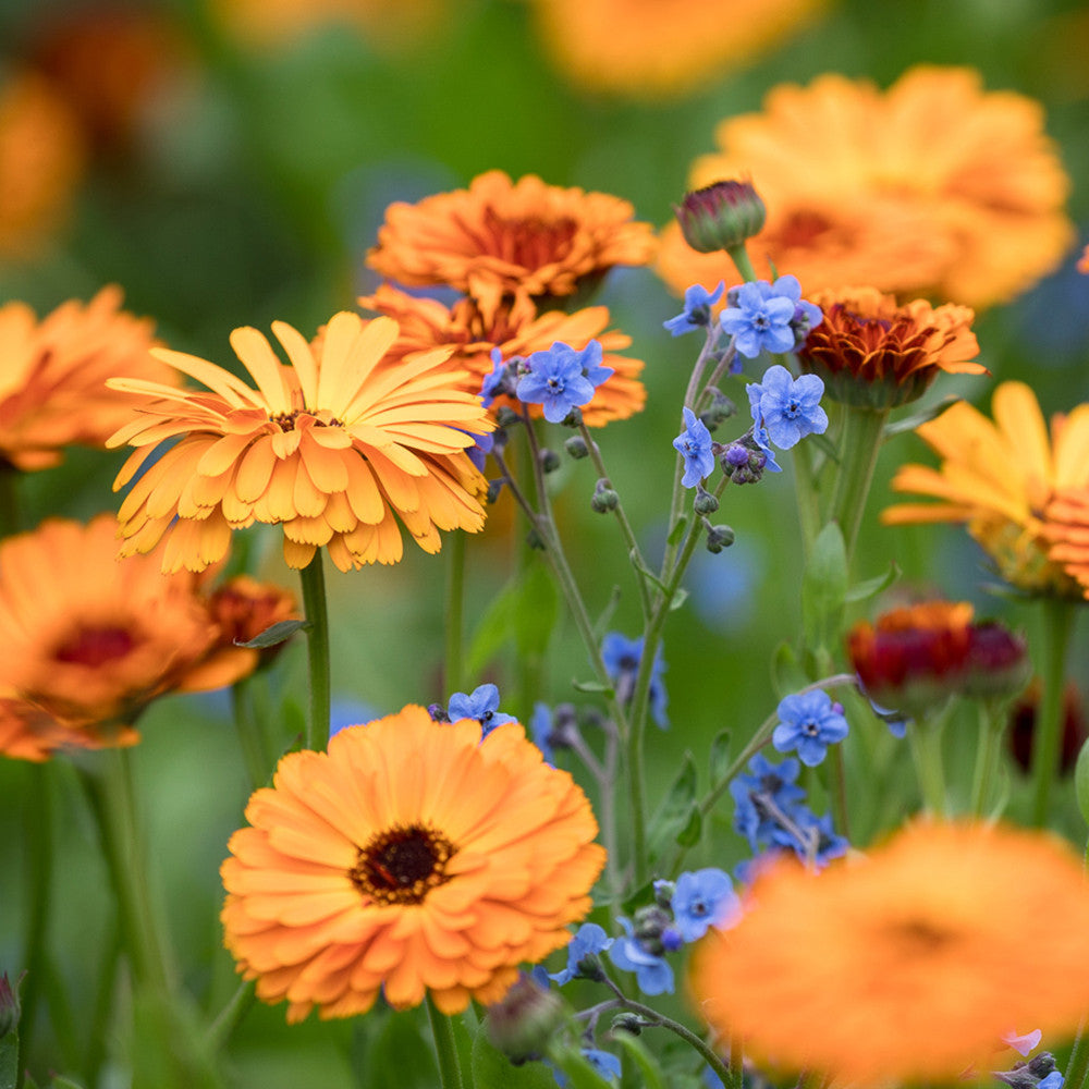 Calendula officinalis 'Indian Prince'