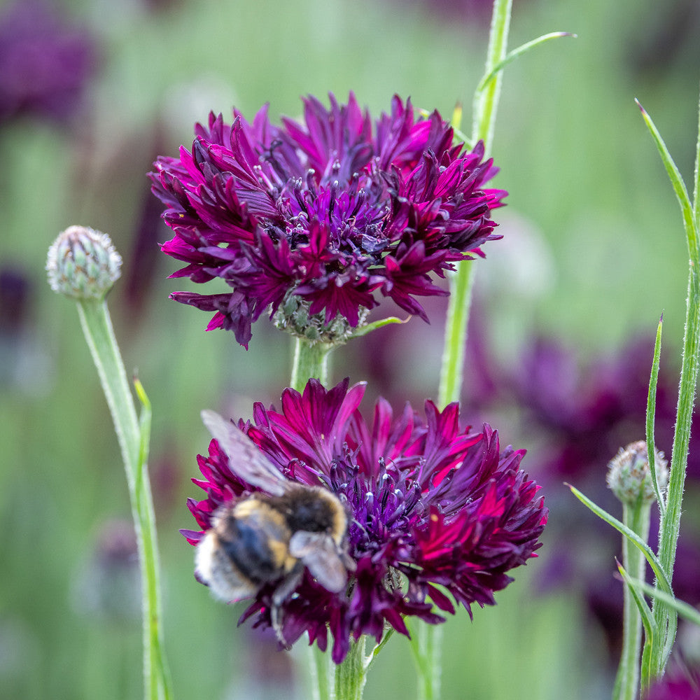 Centaurea cyanus 'Black Ball'