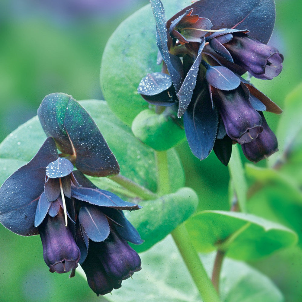 Cerinthe major 'Purpurascens'