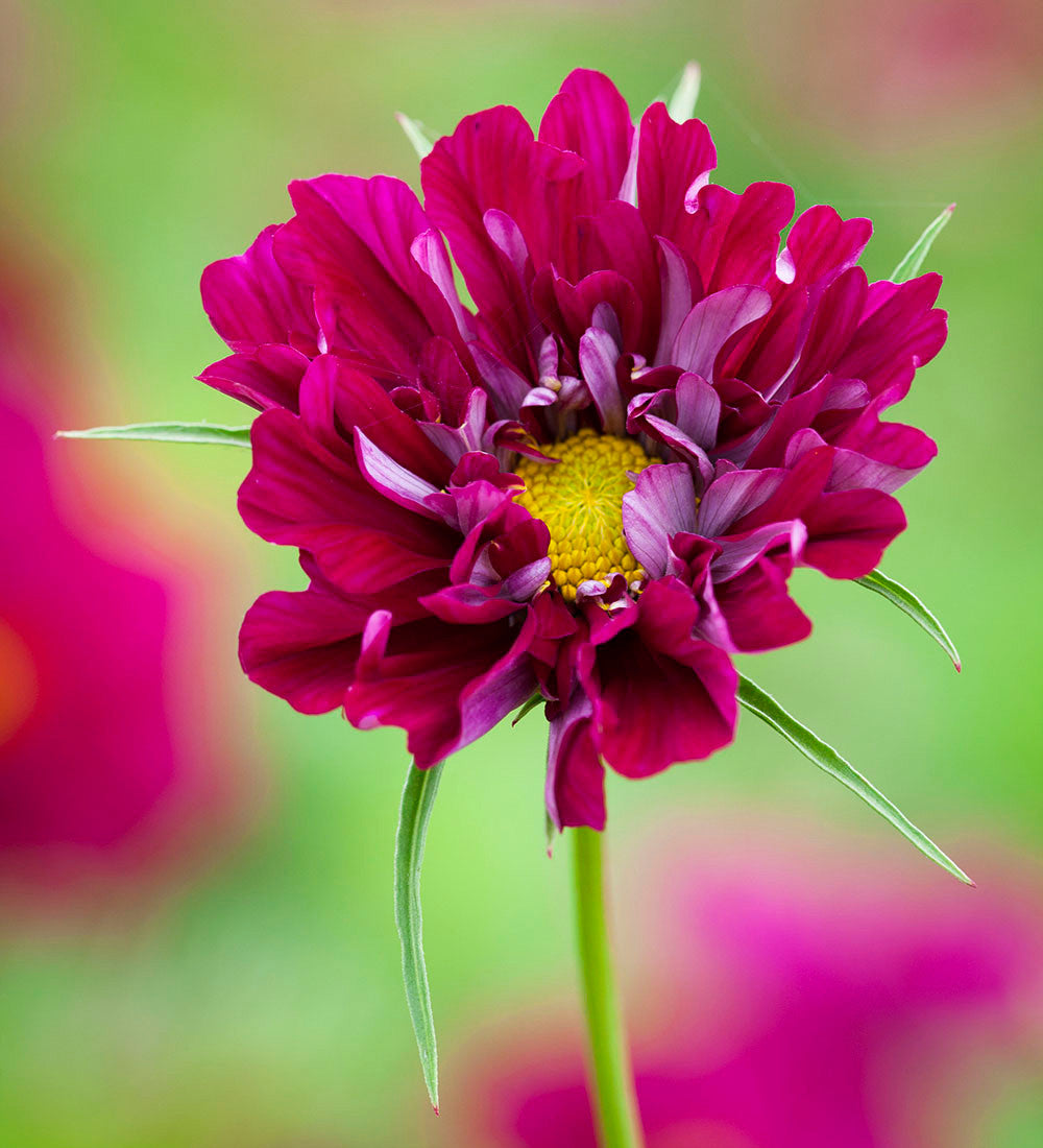 Cosmos bipinnatus 'Double Click Cranberries'