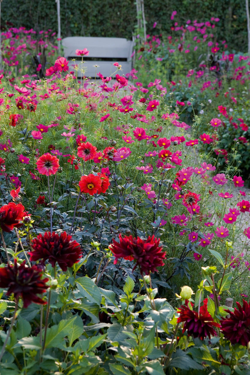 Cosmos bipinnatus 'Dazzler'