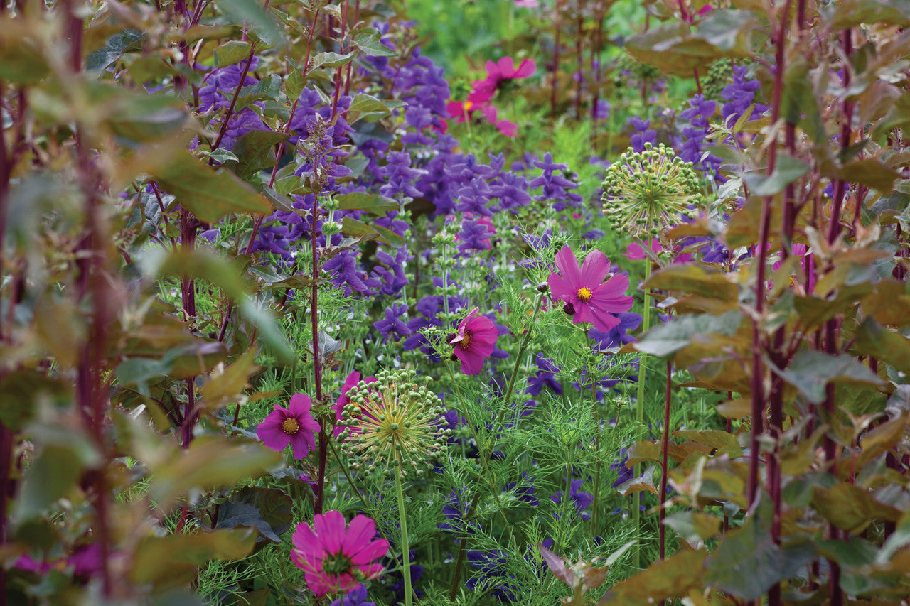 Cosmos bipinnatus 'Dazzler'