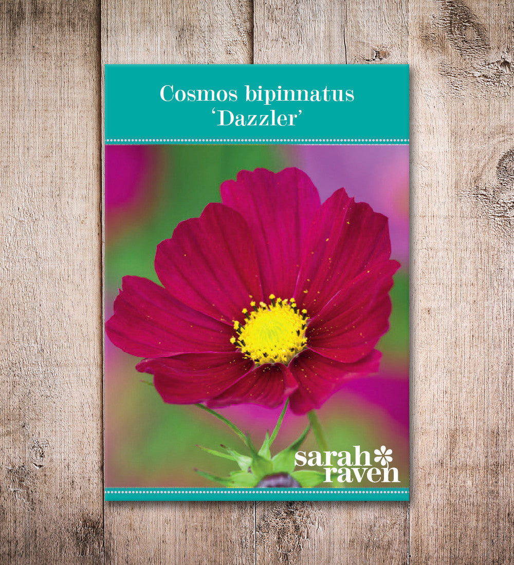 Cosmos bipinnatus 'Dazzler'