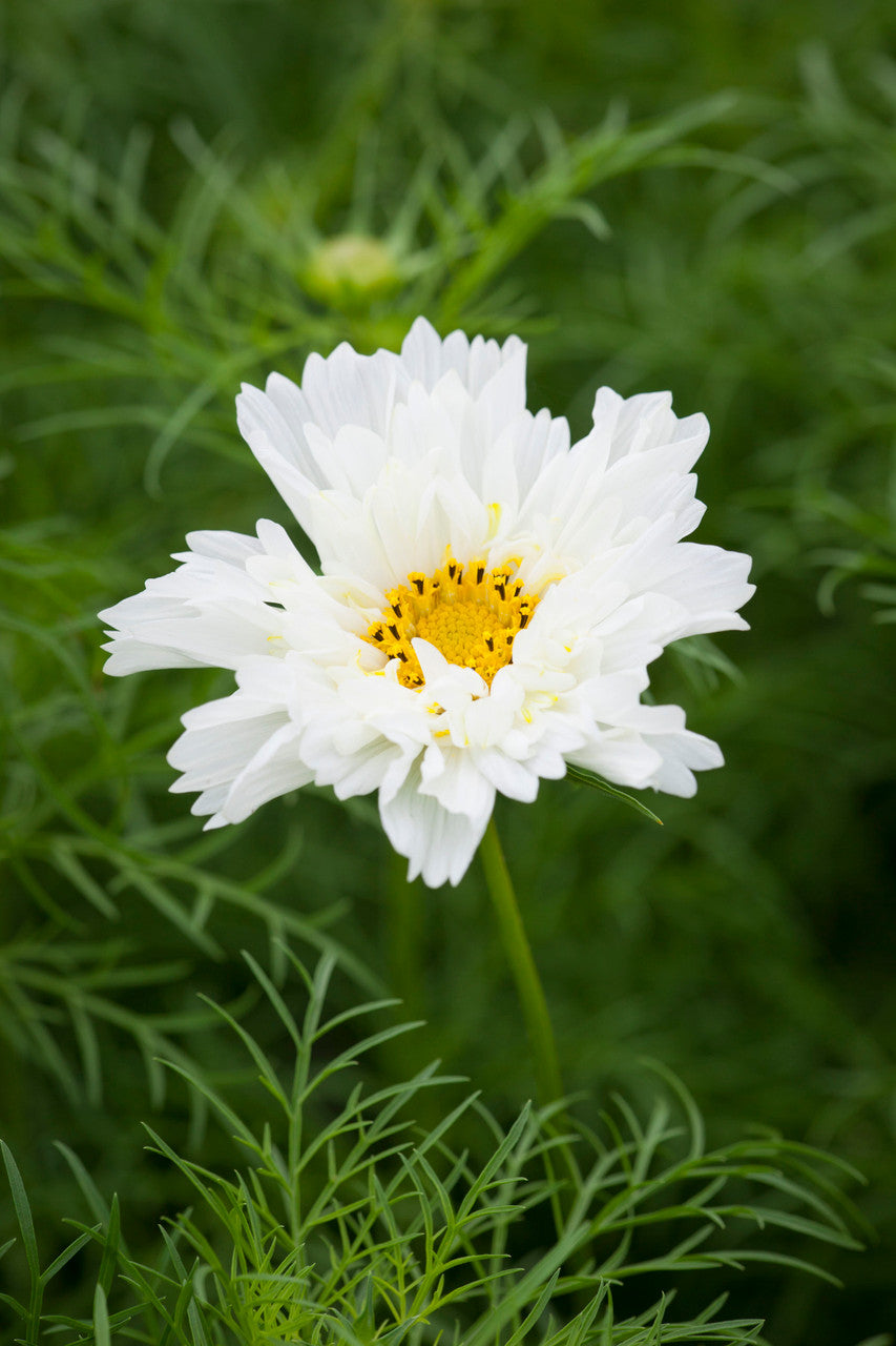 Cosmos bipinnatus 'Fizzy White'