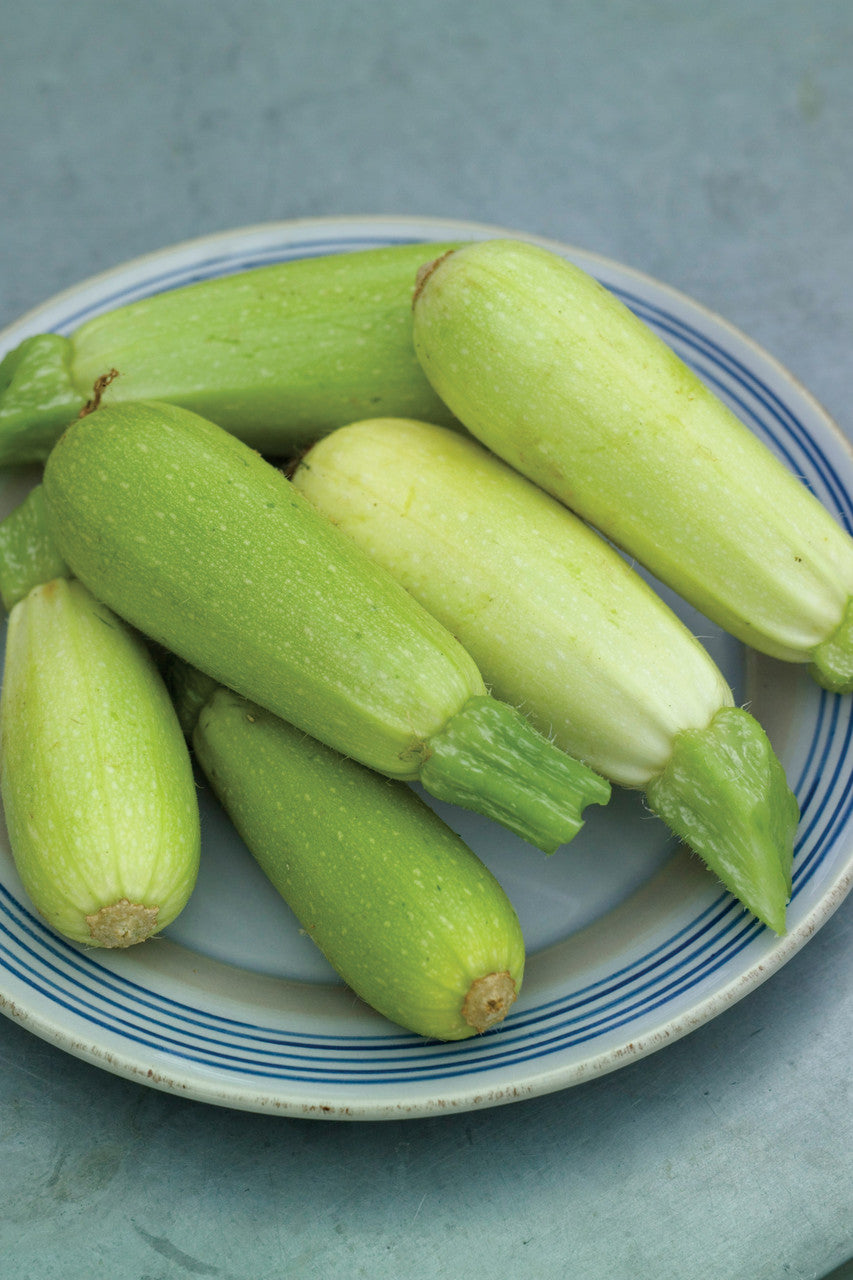 Multi-Coloured Courgette Collection