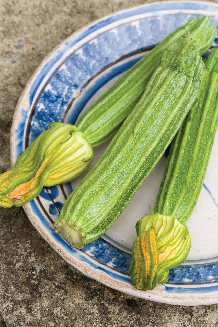 Multi-Coloured Courgette Collection