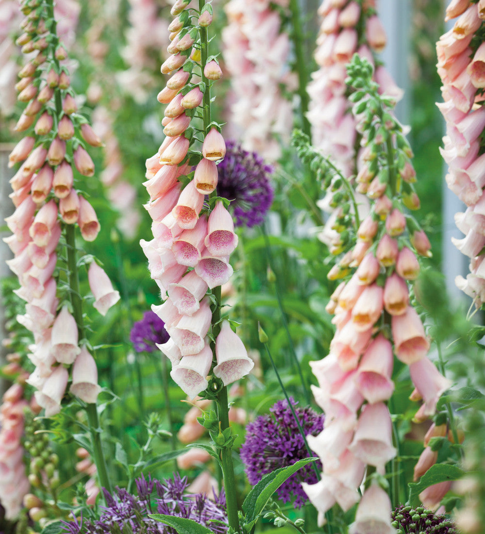 Digitalis purpurea 'Sutton's Apricot'