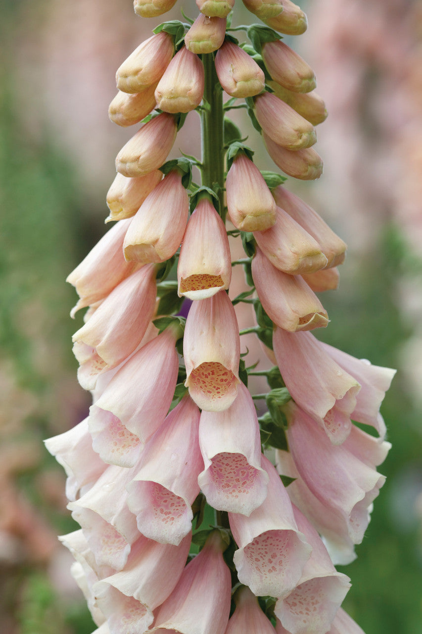 Digitalis purpurea 'Sutton's Apricot'