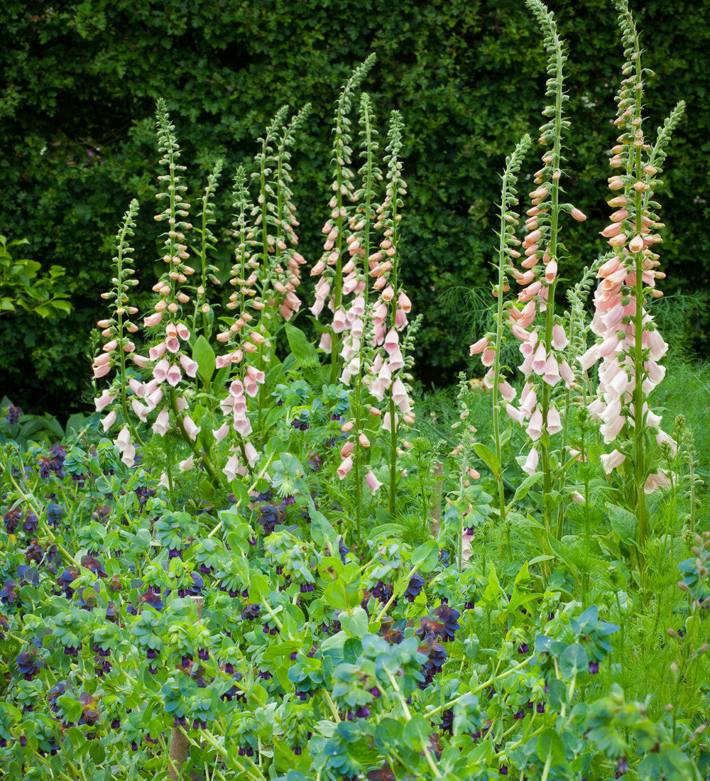 Digitalis purpurea 'Sutton's Apricot'