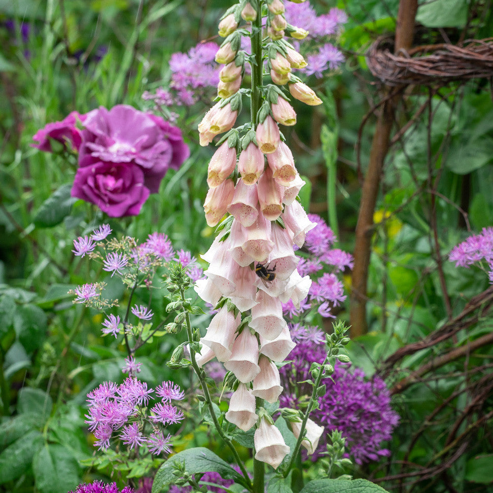 Digitalis purpurea 'Sutton's Apricot'
