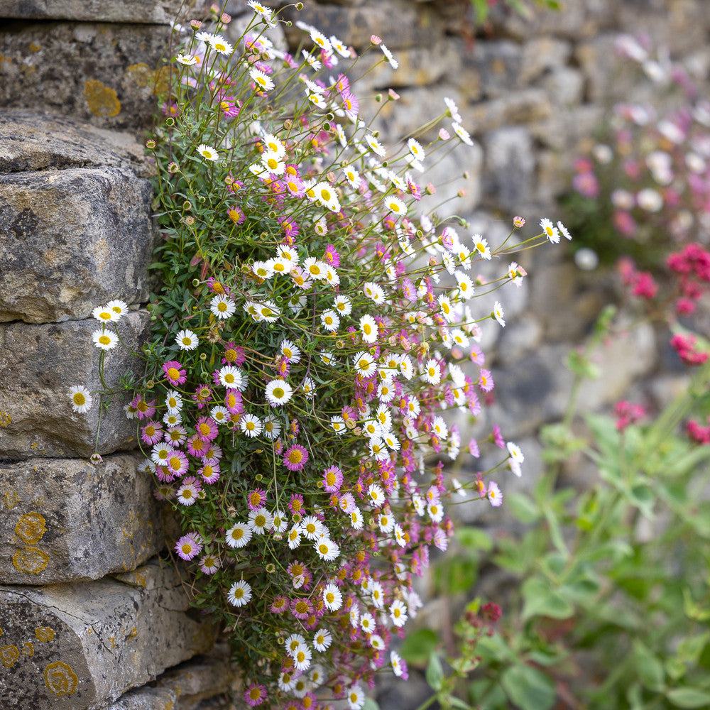 Erigeron karvinskianus 'Profusion'