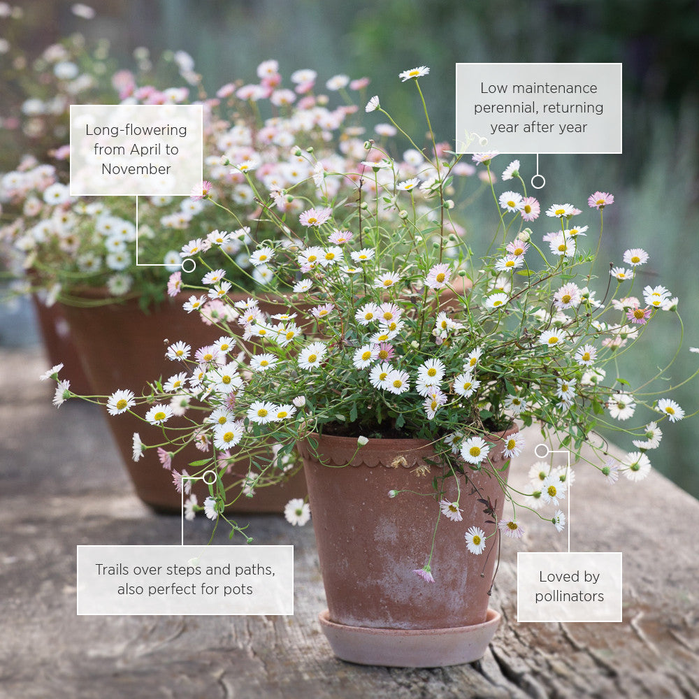 Erigeron karvinskianus 'Profusion'