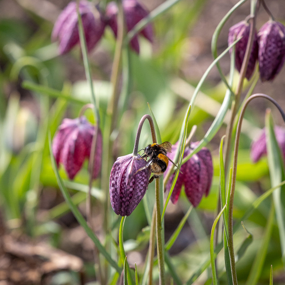 Fritillaria meleagris (Plum & White mix)