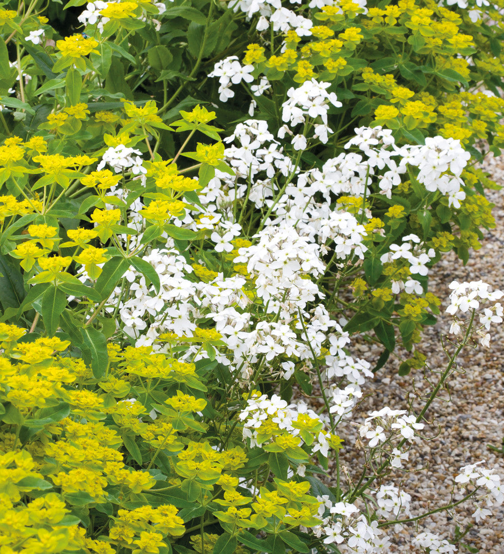 Hesperis matronalis var. albiflora