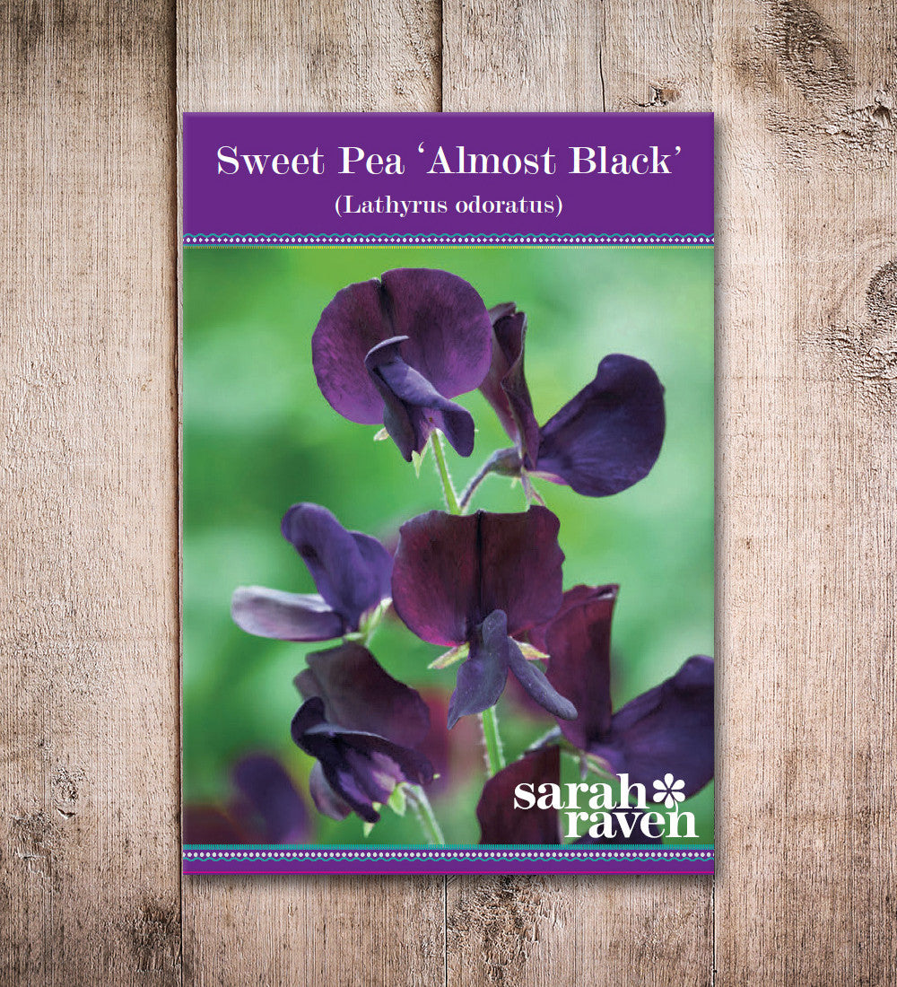 Sweet Pea 'Almost Black'