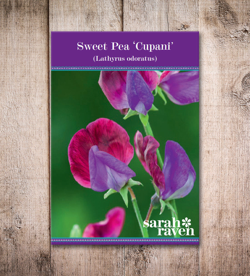 Sweet Pea 'Cupani'