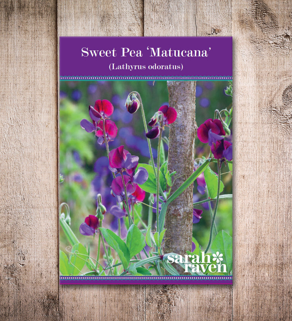 Sweet Pea 'Matucana'