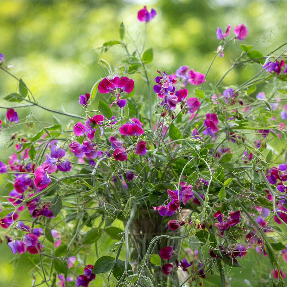 Sweet Pea 'Matucana'