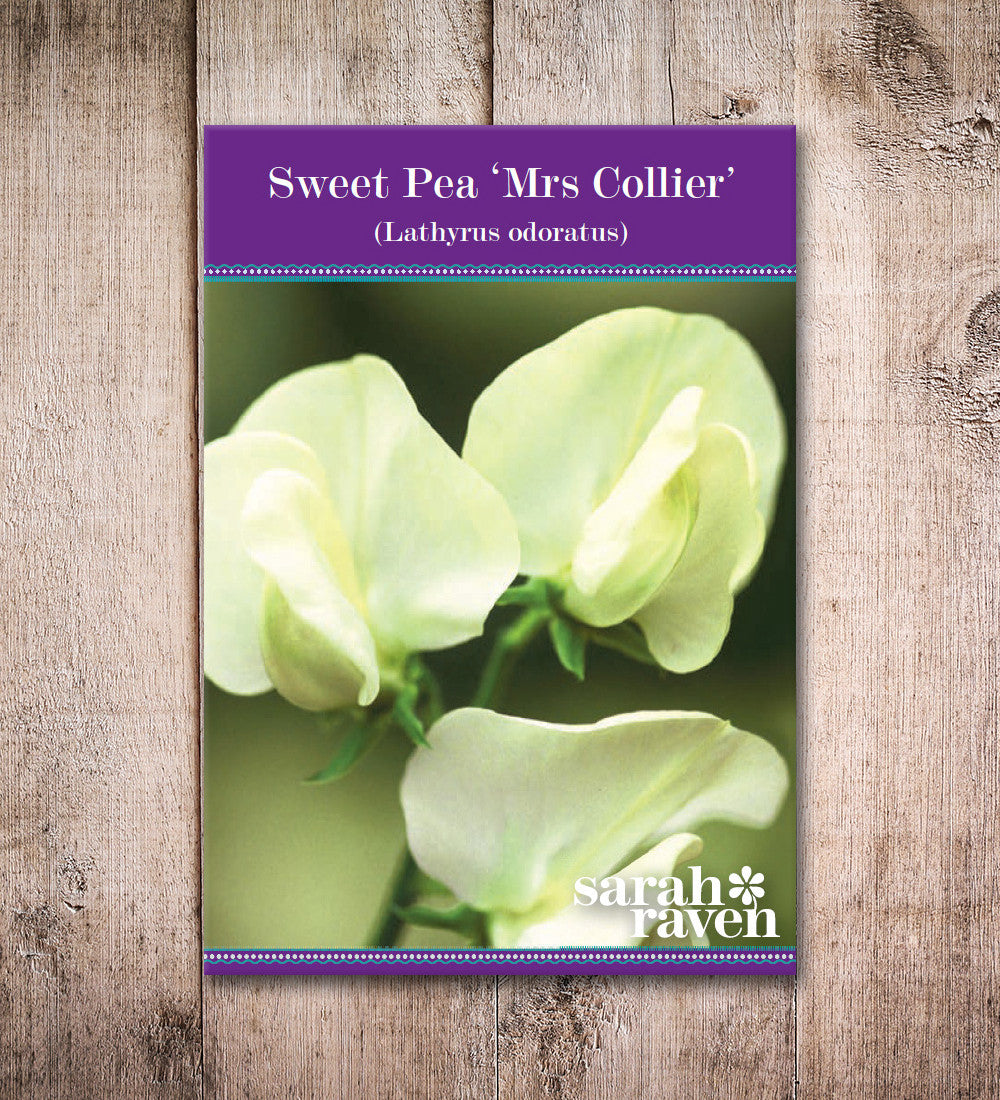Sweet Pea 'Mrs Collier'