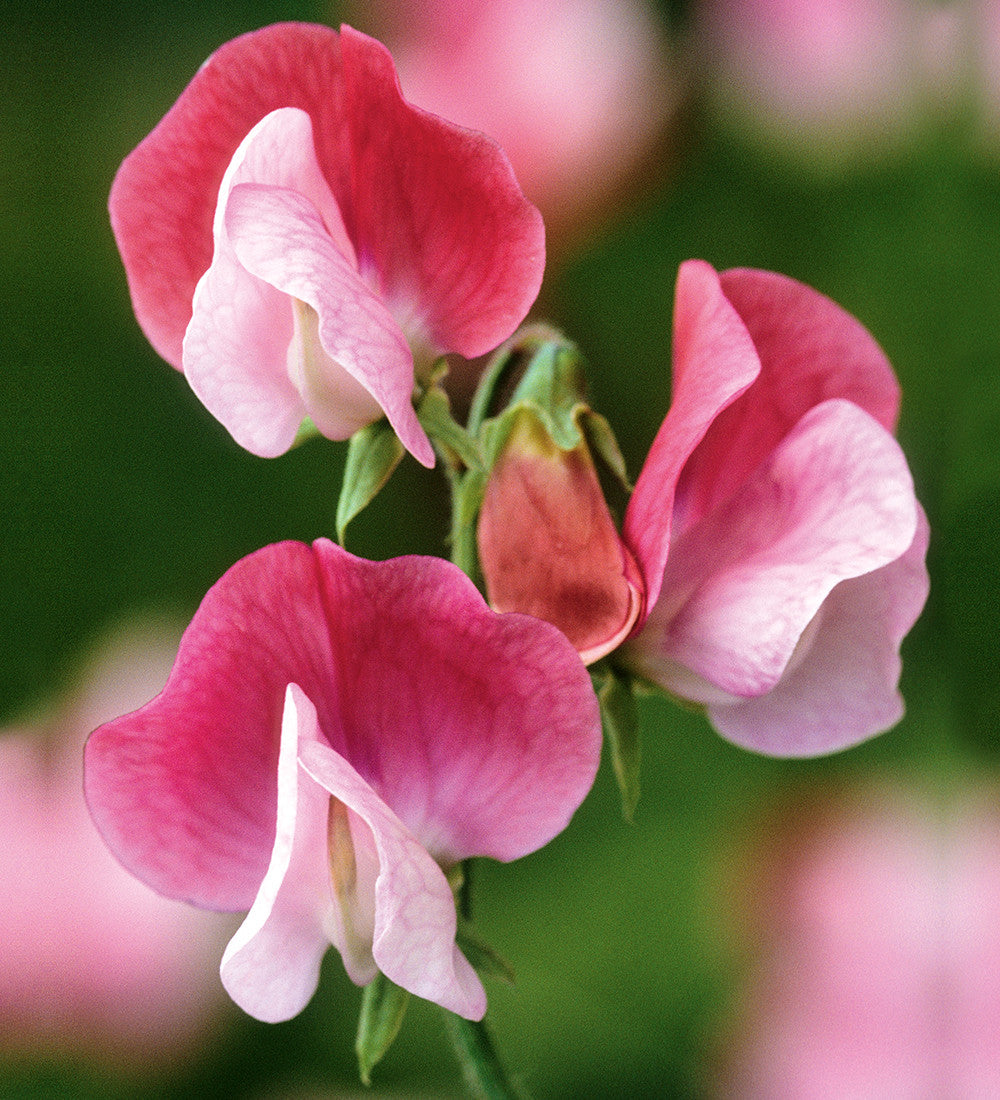 Sweet Pea 'Painted Lady'