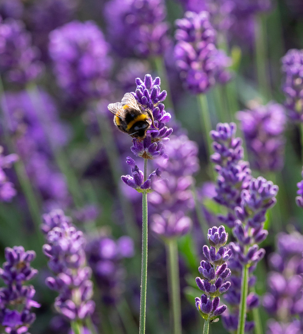 Lavandula angustifolia 'Hidcote'